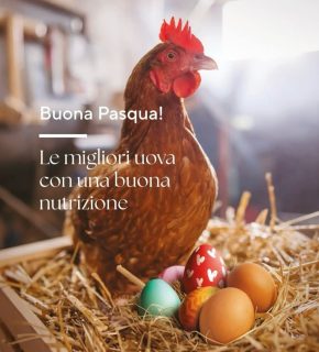 Galline 2