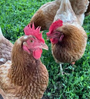 Galline