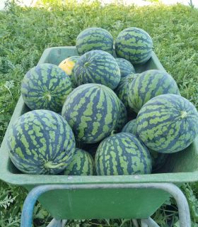 Cocomeri Ganazzoli