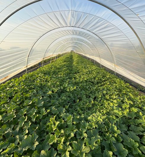 Azienda Agricola Ganazzoli Serra