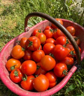 Pomodori Ganazzoli