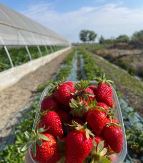 Fragole Ganazzoli