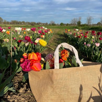 azienda-agricola-belquel-1